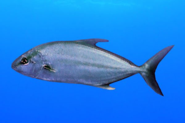 Avae