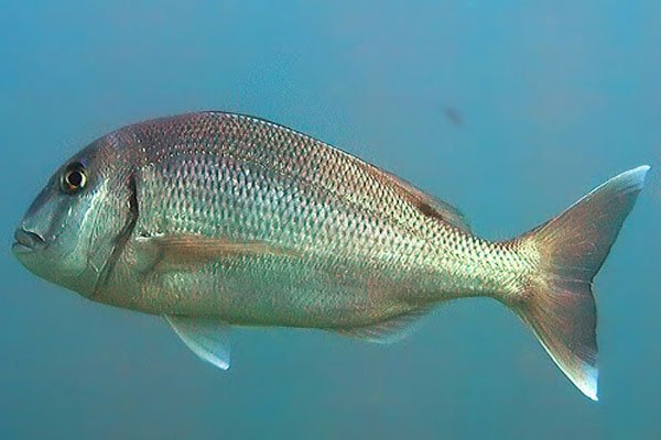 Bocinegro